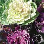 Sementes De Couve Ornamental Arco-íris (sortida) Isla