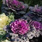 Sementes De Couve Ornamental Arco-íris (sortida) Isla