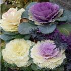 Sementes De Couve Ornamental Arco-íris (sortida) Isla