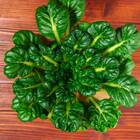 Sementes De Couve Tatsoi Xangai (linha Carol Costa) Isla