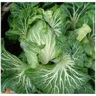 Sementes De Couve Tronchuda Portuguesa Topseed
