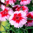 Sementes De Cravina Ana Singela Da Índia (sortida) Isla