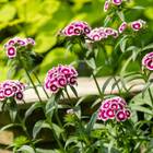 Sementes De Cravina Barbatus (sortida) Topseed