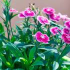 Sementes De Cravina Barbatus (sortida) Topseed