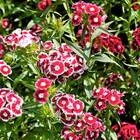 Sementes De Cravina Barbatus (sortida) Topseed