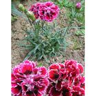 Sementes De Cravina Gaiety Dobrada (sortida) Topseed