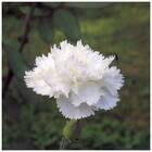 Sementes De Cravo Chabaud (branco) Topseed