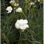 Sementes De Cravo Chabaud (branco) Topseed