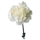 Sementes De Cravo Chabaud (branco) Topseed