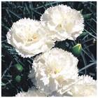 Sementes De Cravo Chabaud (branco) Topseed