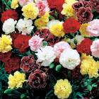 Sementes De Cravo Chabaud (sortido) Feltrin