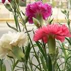 Sementes De Cravo Chabaud (sortido) Feltrin