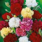 Sementes De Cravo Chabaud (sortido) Feltrin