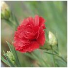 Sementes De Cravo Chabaud (vermelho) Topseed