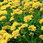 Sementes De Cravo Gigante Chabaud (amarelo) Feltrin