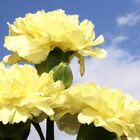 Sementes De Cravo Gigante Chabaud (amarelo) Feltrin