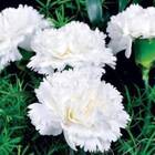 Sementes De Cravo Gigante Chabaud (branco) Feltrin