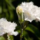 Sementes De Cravo Gigante Chabaud (branco) Feltrin