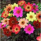 Sementes De Dahlia Coltness (sortida) Topseed