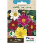 Sementes De Dahlia Coltness (sortida) Topseed