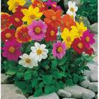 Sementes De Dahlia Coltness (sortida) Topseed