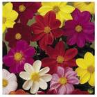 Sementes De Dahlia Coltness (sortida) Topseed