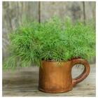 Sementes De Endro/dill Ou Aneto Feltrin