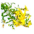 Sementes De Erva-de-são João Hipérico Feltrin