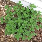 Sementes De Erva Dos Gatos Feltrin