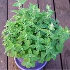 Sementes De Erva Dos Gatos Feltrin