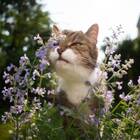 Sementes De Erva Dos Gatos Feltrin