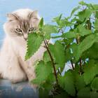 Sementes De Erva Dos Gatos Feltrin