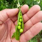 Sementes De Ervilha Eloá (1kg) Feltrin