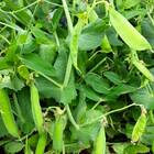 Sementes De Ervilha Eloá (1kg) Feltrin