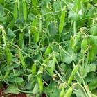 Sementes De Ervilha Eloá Feltrin