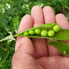 Sementes De Ervilha Eloá Feltrin