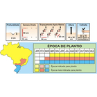 Sementes De Ervilha Petit Pois Pcte C/ 1kg