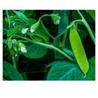 Sementes De Ervilha Petit Pois Topseed