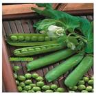 Sementes De Ervilha Petit Pois Topseed