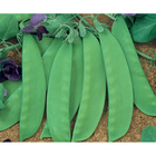 Sementes De Ervilha Torta De Flor Roxa Pcte C/ 1kg