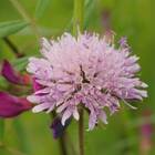 Sementes De Escabiosa Grandiflora Dobrada (sortida) Feltrin