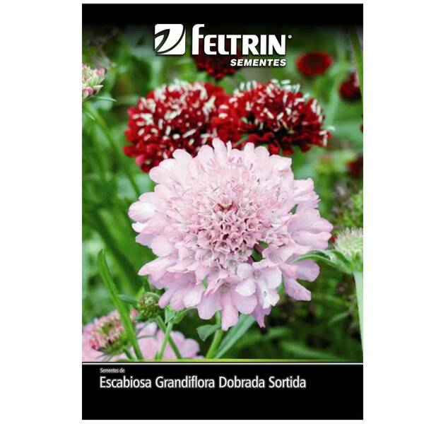 Sementes De Escabiosa Grandiflora Dobrada (sortida) Feltrin