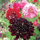 Sementes De Escabiosa Grandiflora Dobrada (sortida) Feltrin