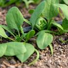 Sementes De Espinafre Híbrido Pina Super Isla