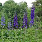 Sementes De Esporinha Imperial (sortida) Topseed