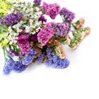 Sementes De Estátice/statice (sortida) Isla