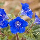 Sementes De Facélia Azul Feltrin