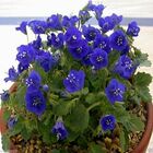 Sementes De Facélia Azul Feltrin