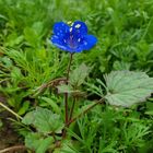 Sementes De Facélia Azul Feltrin