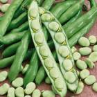 Sementes De Fava De Sevilha (100g) Isla